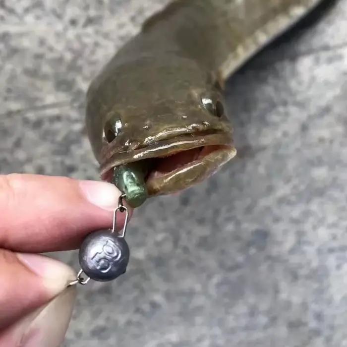 Lot de 5 plombs de pêche plats ronds avec émerillon 2g à 28g pour pêche en