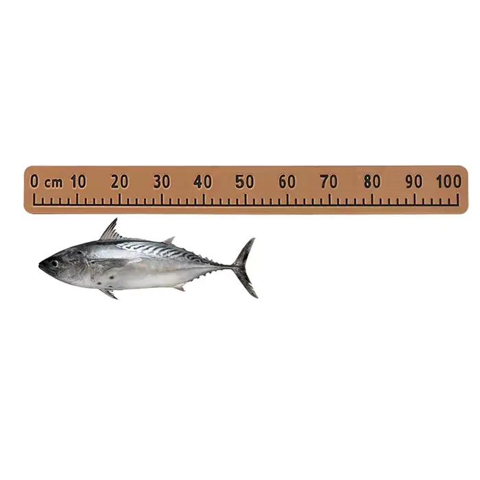 Règle de mesure poisson EVA 100cm adhésive - mousse flottante pour bateau et kayak de pêche étanche