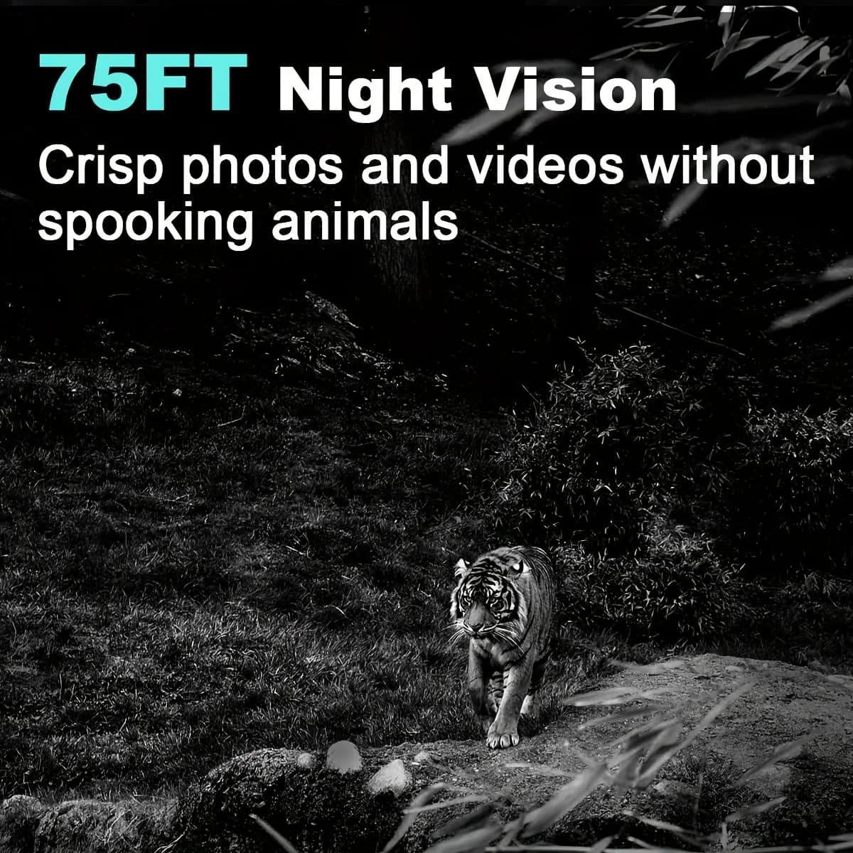 Pack 2 caméras trail 36MP 2.7K étanches IP66 avec vision nocturne pour surveillance sauvage