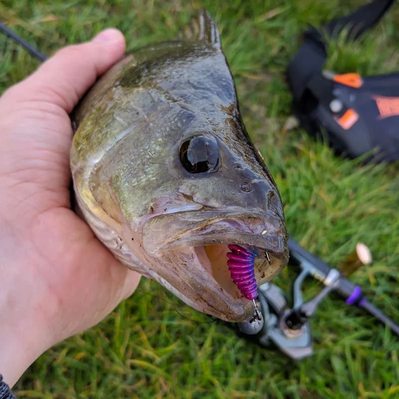 Leurre souple Tanta 49mm et 65mm, appât ver pour la pêche de la carpe et du