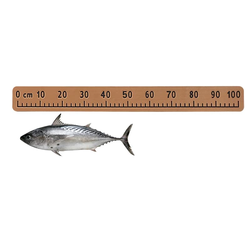 Règle de mesure poisson EVA 100cm adhésive - mousse flottante pour bateau et kayak de pêche étanche