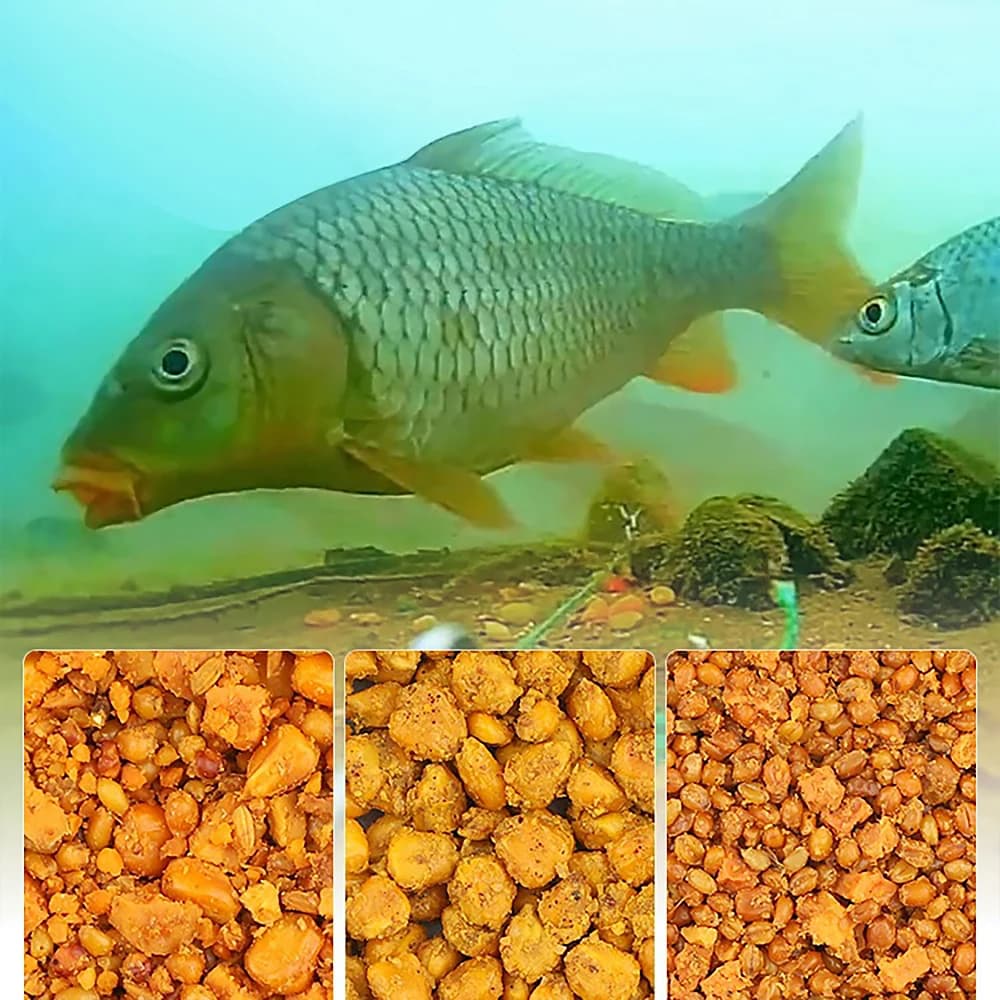 Amorce maïs fermenté patate douce Laotan - appât céréales pour attraper carpe et carassin naturel