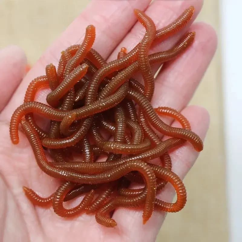 Leurres souples BURLE à odeur de poisson, vers de terre rouges artificiels pour pêche en eau douce