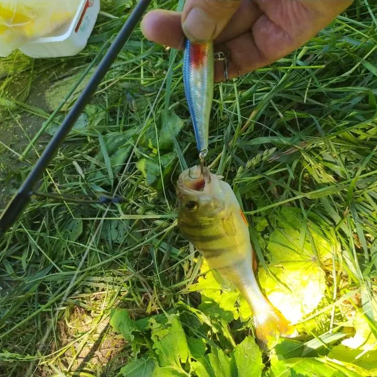 Leurre jerkbait minnow crank wobbler 8.8cm 9g - Appât artificiel pour black bass brochet carpe pêche précise