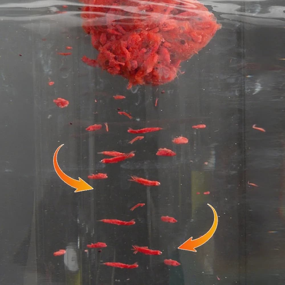 Additif appât krill et extrait ver rouge pour pêche à la carpe - arôme extrême poissonné