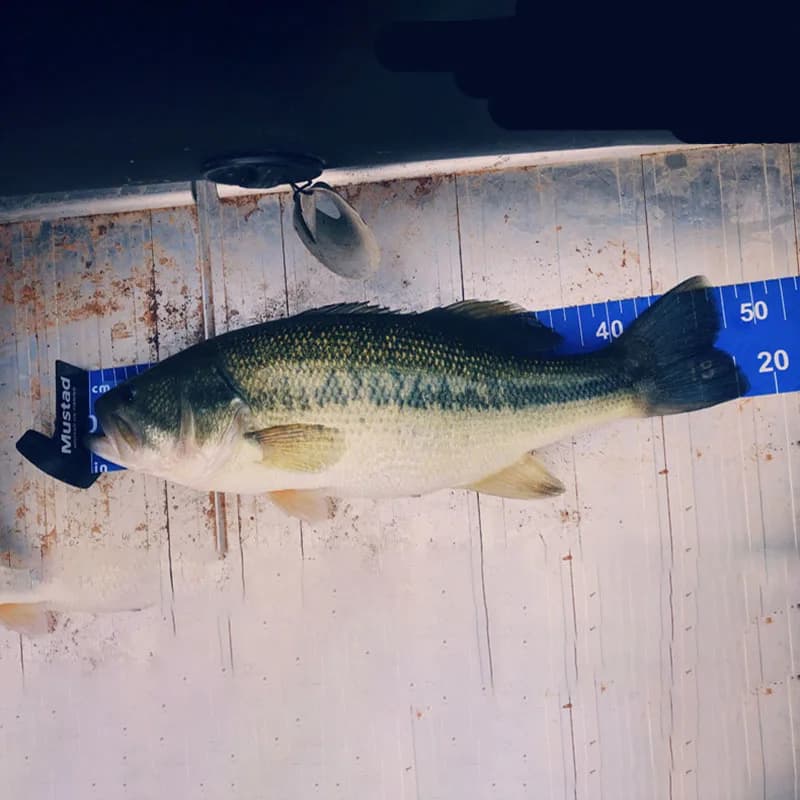Règle de mesure poisson portable 55 pouces résistante aux plis pour perche et riz - Échelle précise