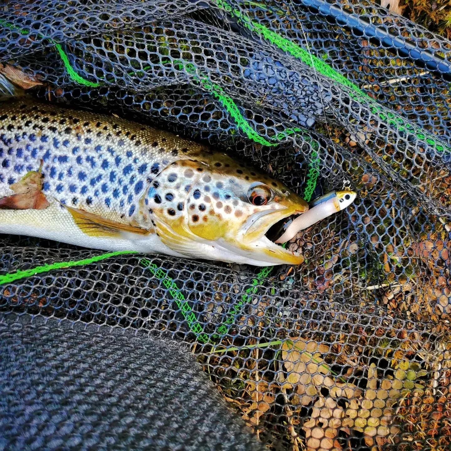 Tête de jig TEKNIK 5g à 40g avec leurre black minnow - Pour pêche du bar au jigging