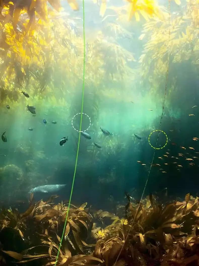 Ligne de pêche carpe fluorocarbone 3000M invisible et super résistante - Fil plongeant à points
