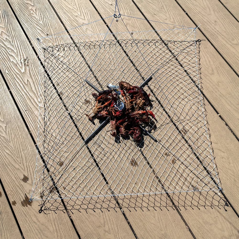 Cage à crabes anti-morsure 60cm avec filet élastique - Équipement professionnel pêche sous-marine