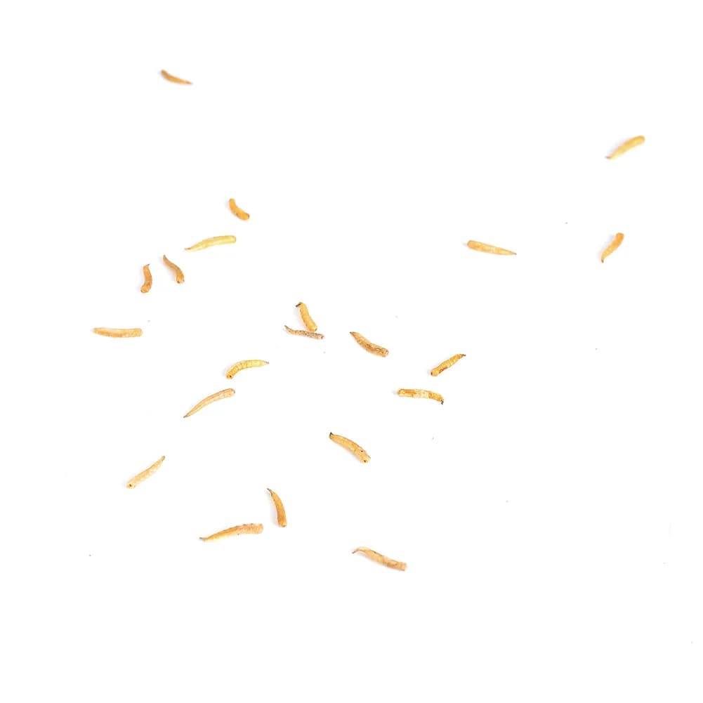 Asticots séchés 100g pour amorce carpe - additif naturel pour pêche au coup
