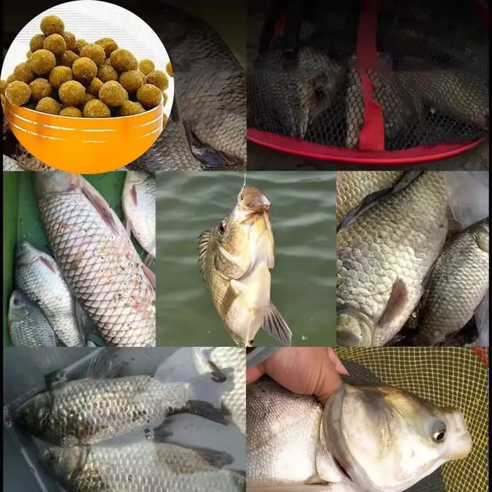 Attractant granulaire concentré pour carpe et poissons blancs - Appât pêche sauvage carassin tilapia