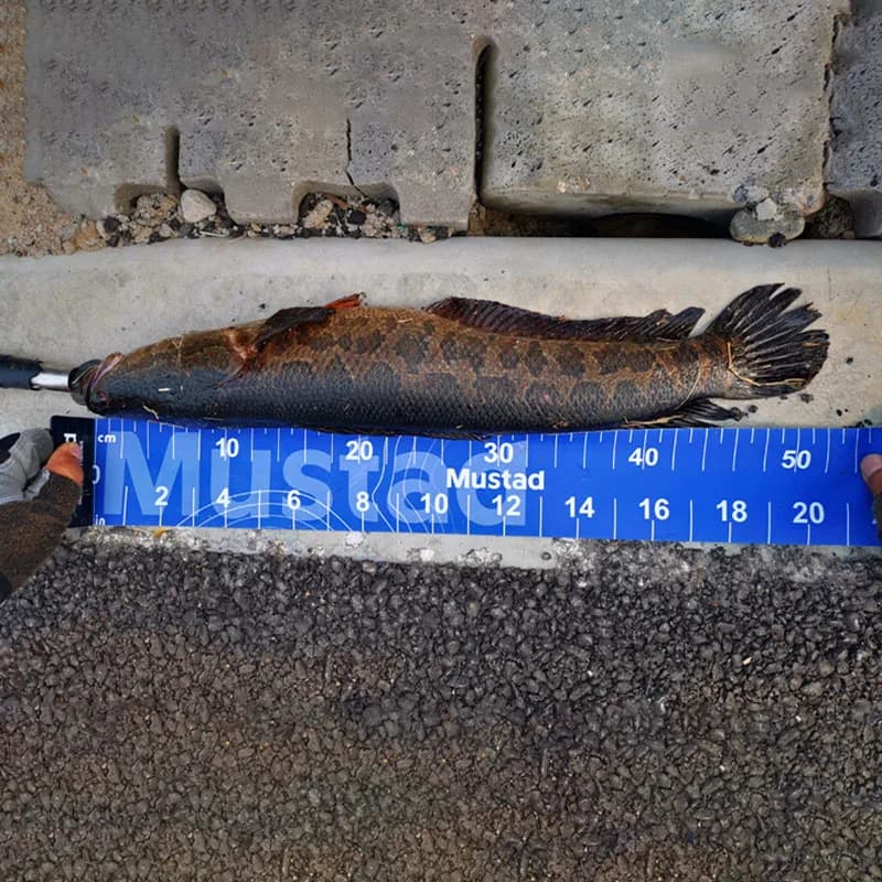 Règle de mesure poisson portable 55 pouces résistante aux plis pour perche et riz - Échelle précise