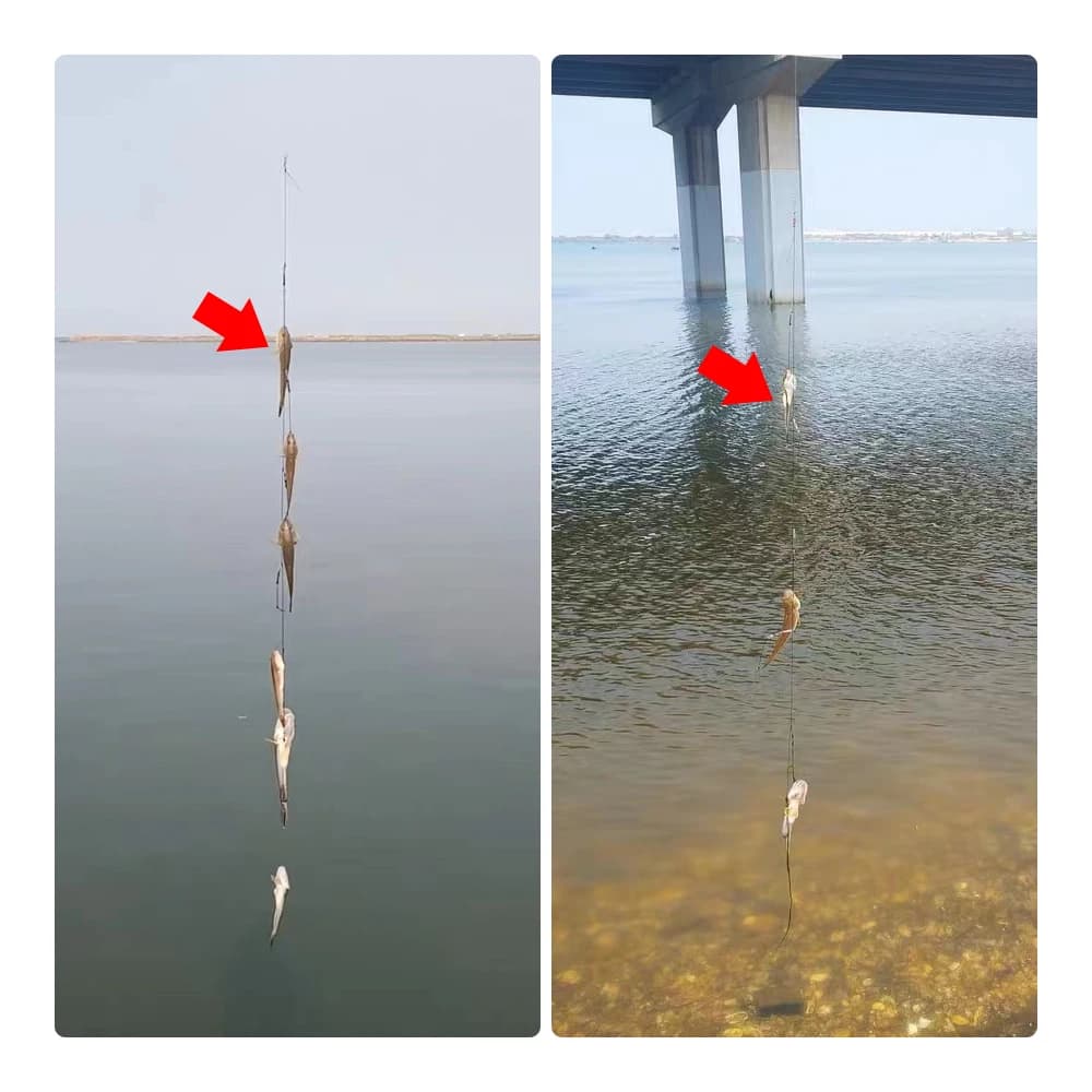 Gaine anti-embrouillage pour hameçons de pêche gros carnassiers montage Iseni 5 hameçons