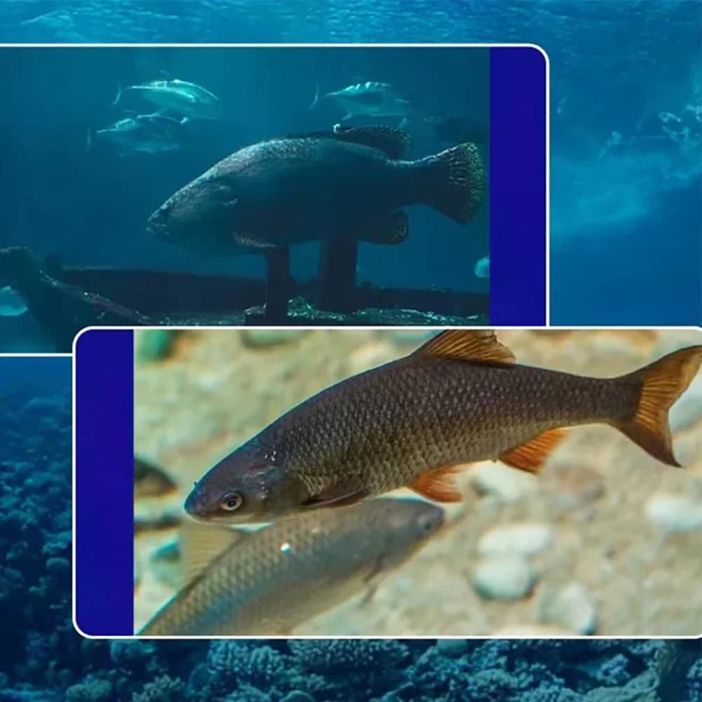 Caméra de pêche sous-marine 4.3" HD avec angle 220° et détection jusqu'à 50m pour bateau et pêche en mer