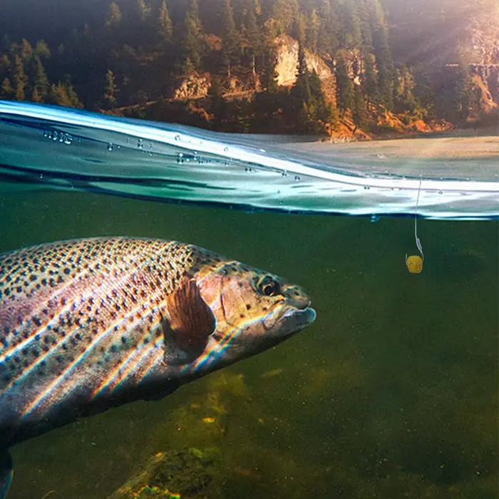 Appâts pellets carp fishing 1/2 pack - Attractant universel facile à utiliser pour carpes herbivores