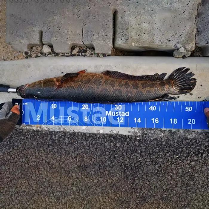 Règle de mesure pour poisson portable 140 cm résistante aux plis pour pêche en kayak et étang